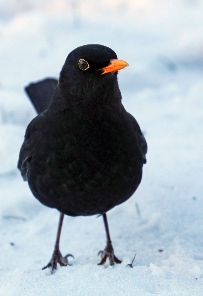 Blackbird Новосибирск