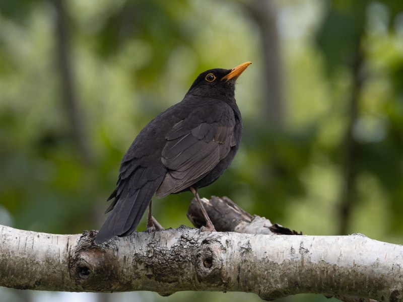 Blackbird птица