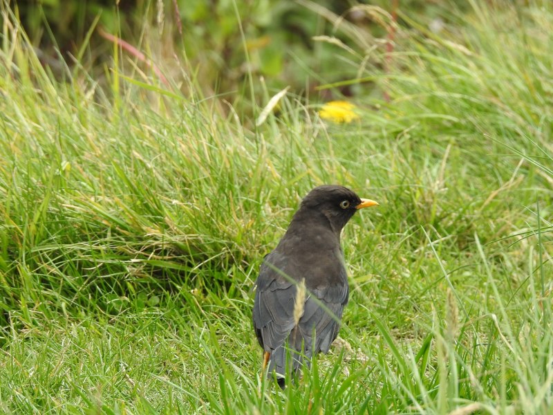 Дрозд чёрный (turdus Merula)