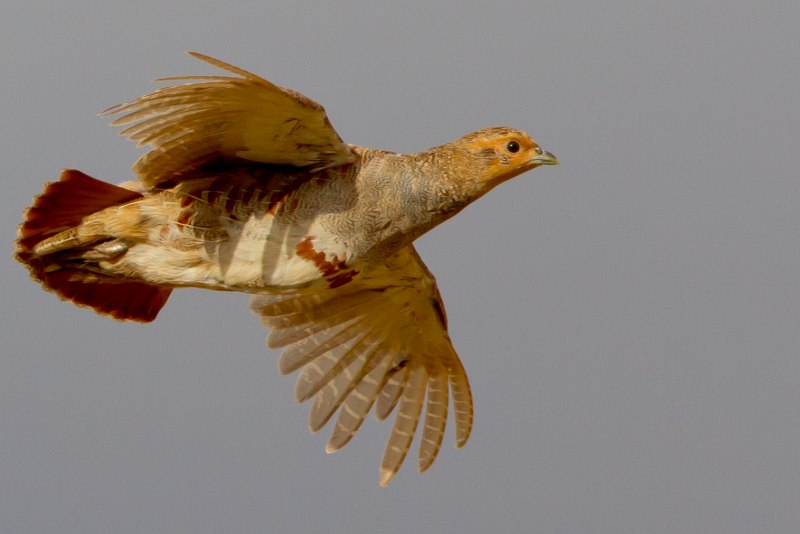Куропатка летает (75 фото)