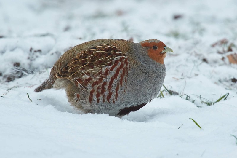 Серая куропатка (Perdix Perdix)