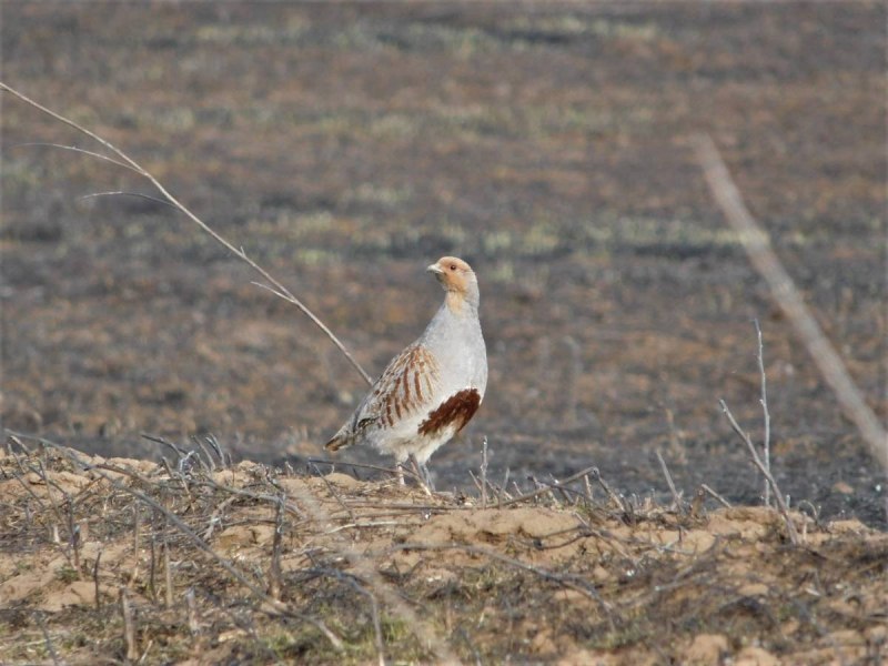 Куропатка серая – Perdix Perdix Linnaeus