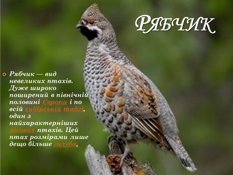 Куропатка обыкновенная