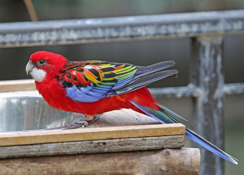 Красная розелла попугай (80 фото)