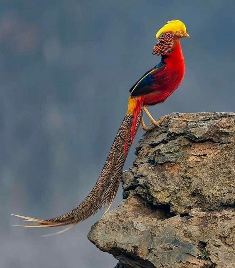 Золотой фазан (83 фото)