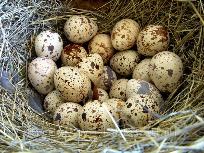 Перепелка с яйцами