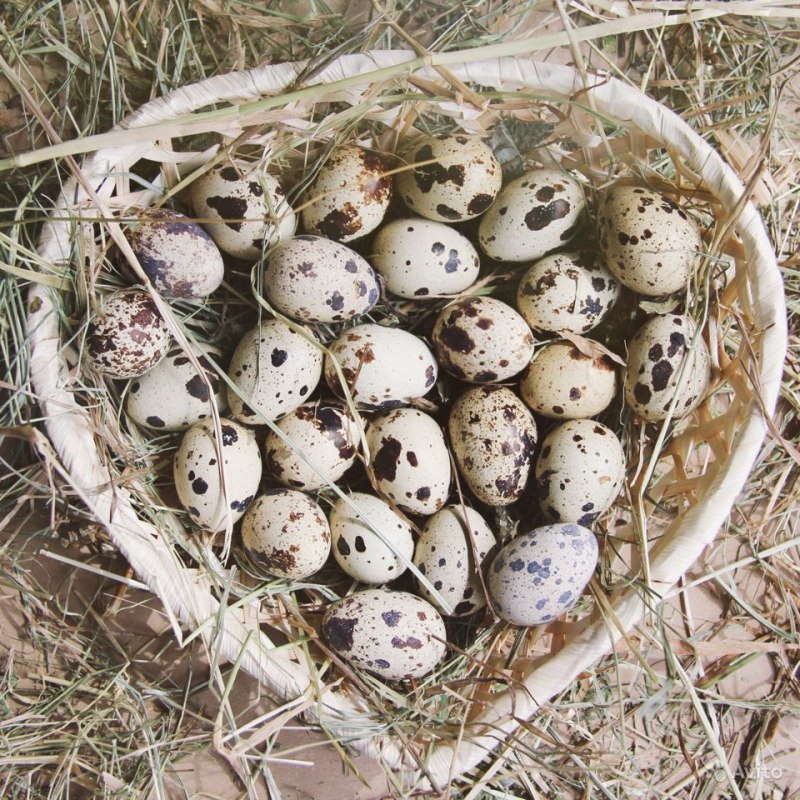 Перепелята породы Феникс