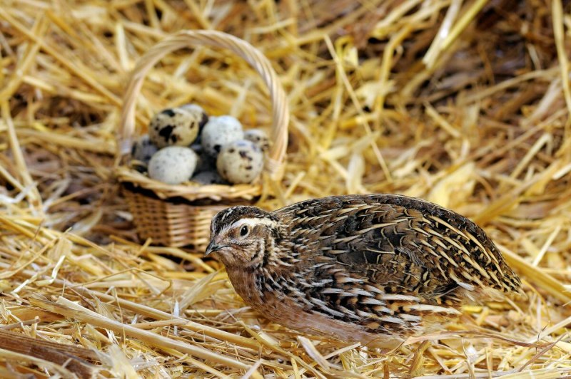 Перепел обыкновенный Coturnix Coturnix