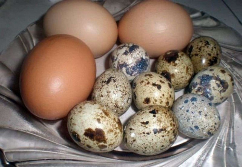 Куриные и перепелиные яйца