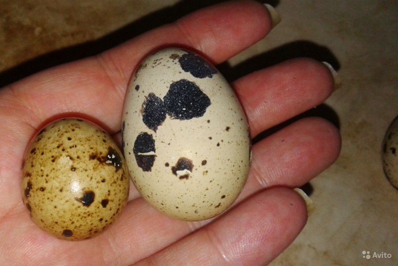 Перепелка с яйцами