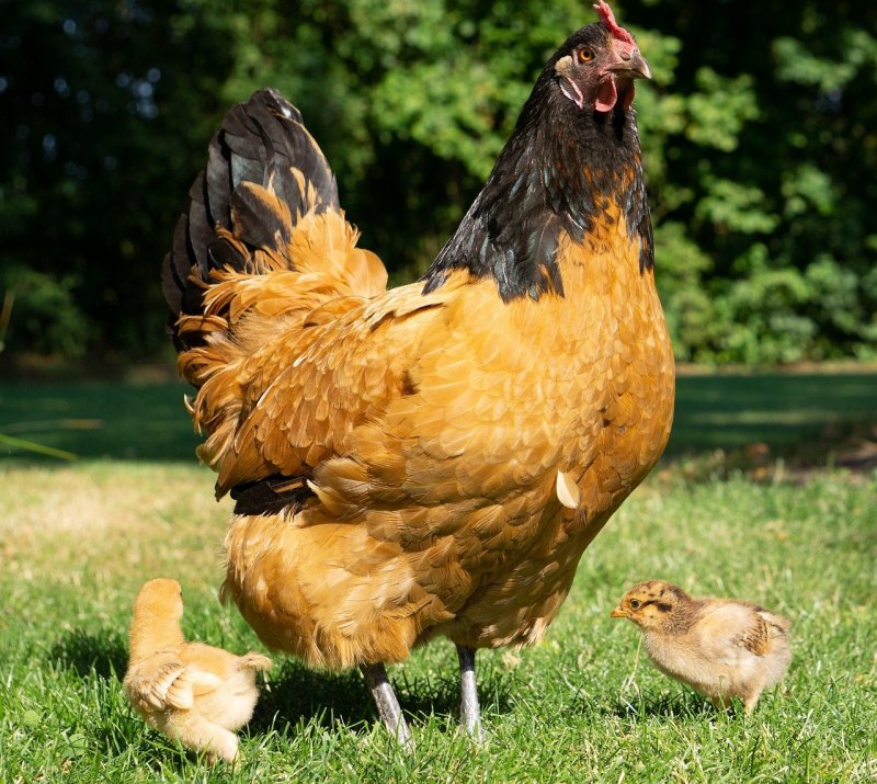 Курица Hen