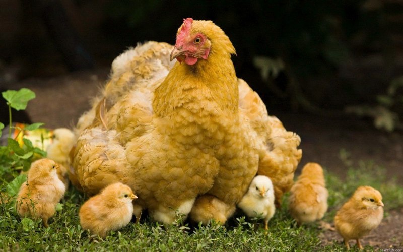 Наседка курица высиживает яйца