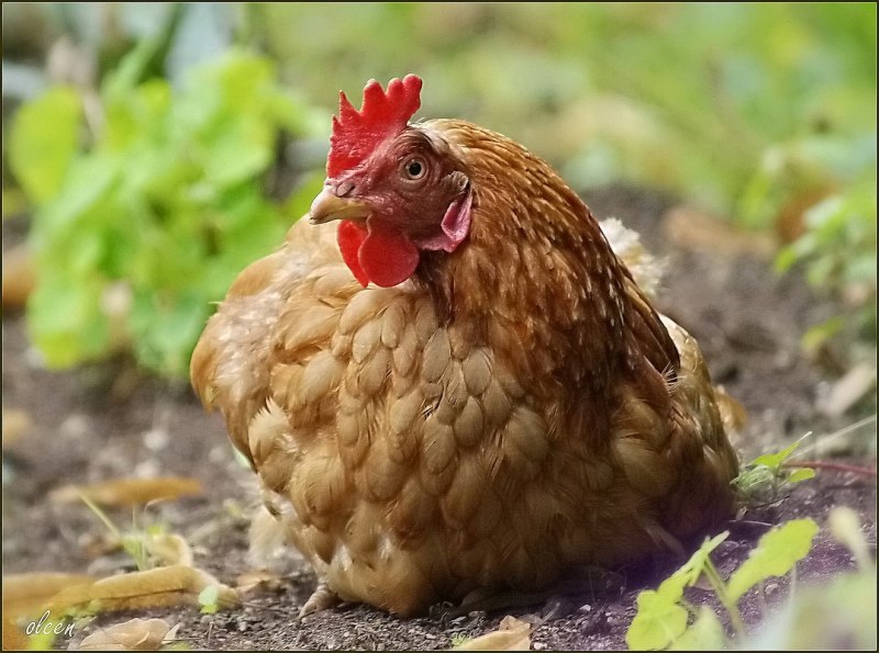 Курица Живая