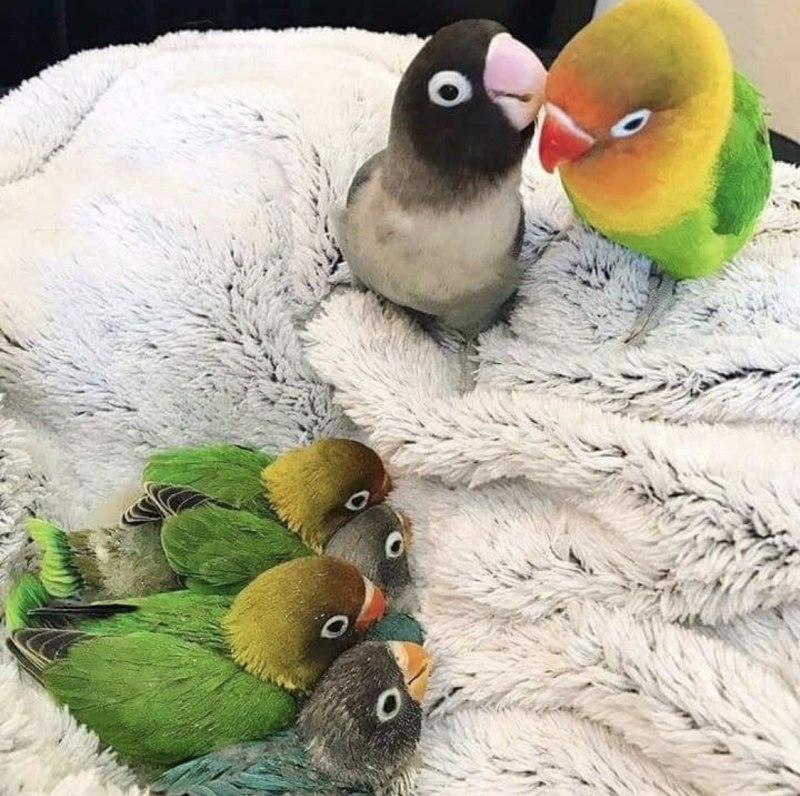 Лапки неразлучника
