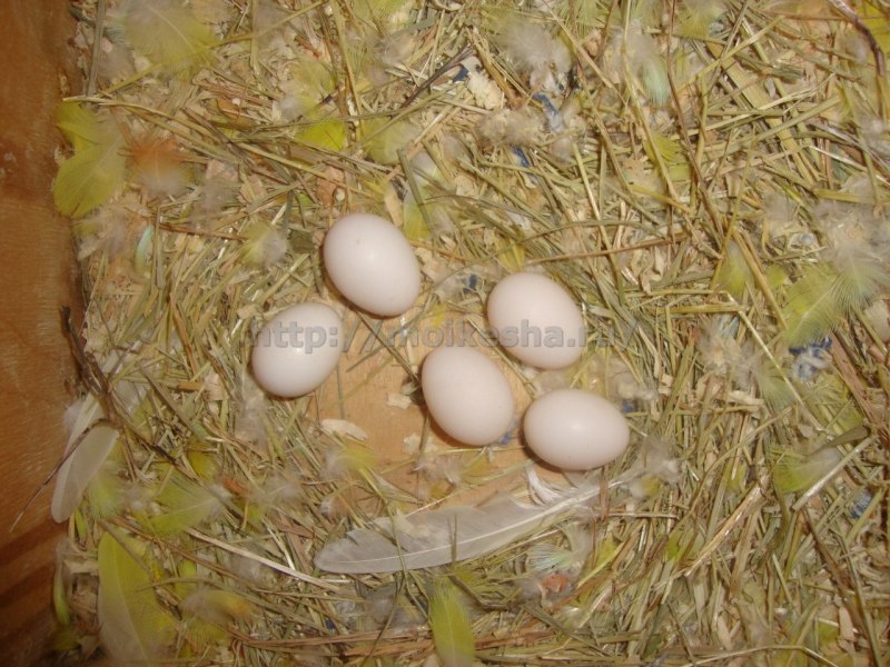 Попугаи неразлучники птенцы