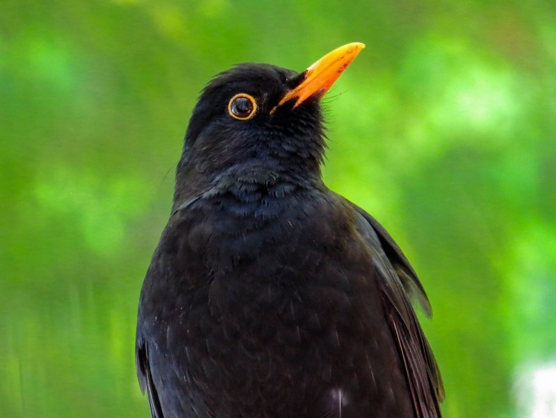 Blackbird птица