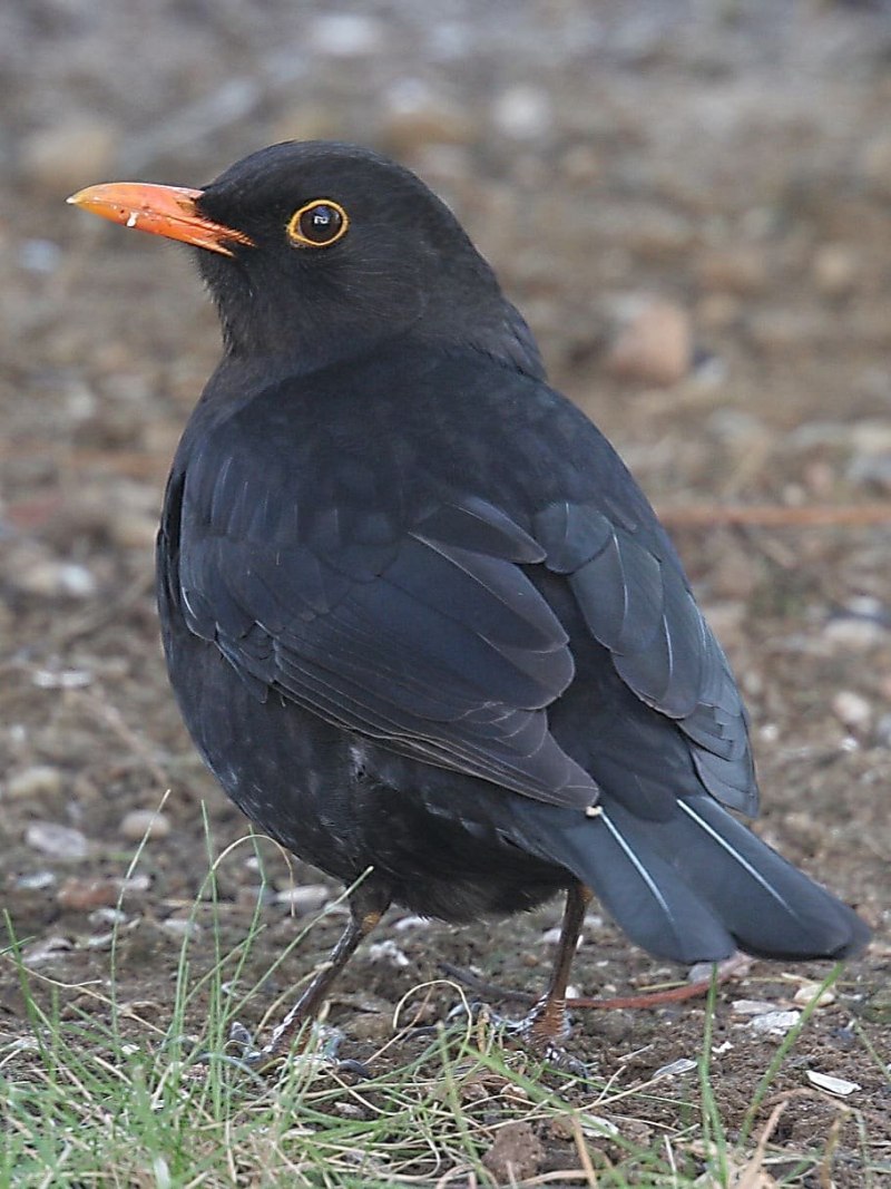 Черная птица с оранжевым клювом (80 фото)