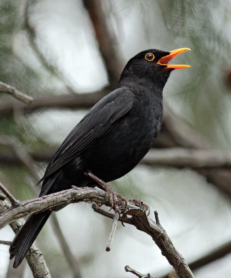Blackbird черный Дрозд