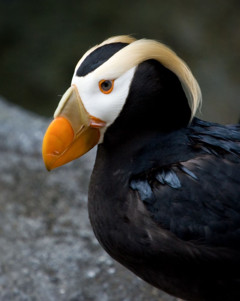 Tufted Puffin