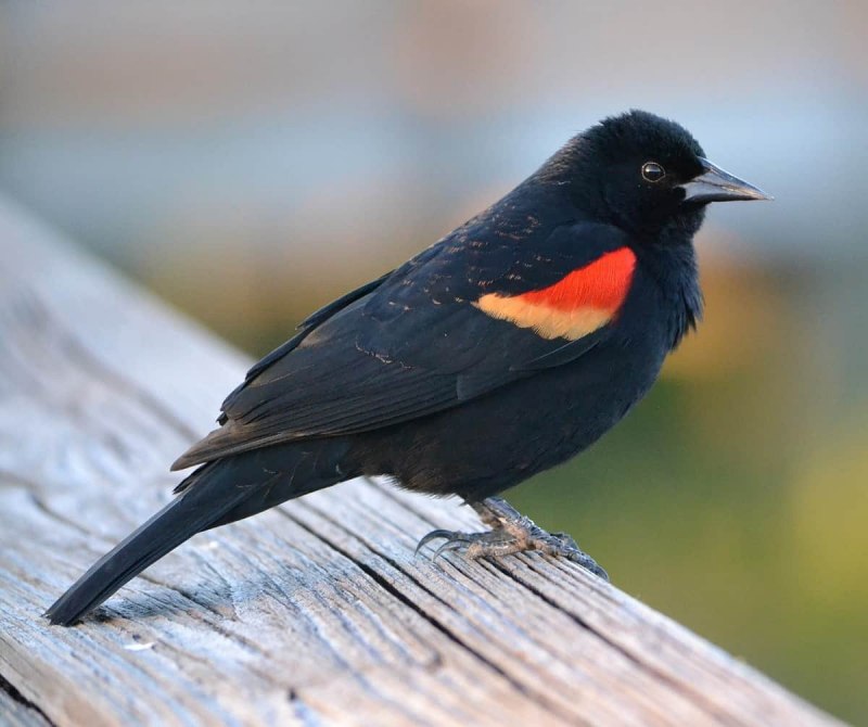 Red Winged Blackbird