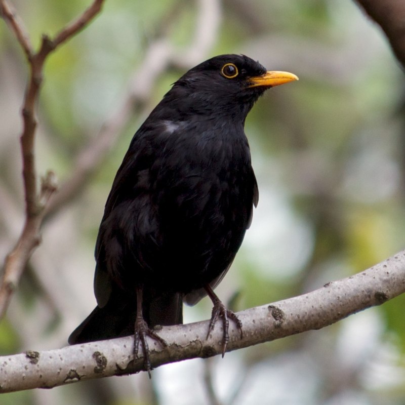 Turdus simillimus