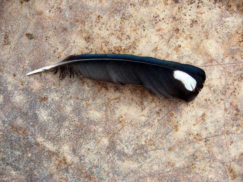 Seagulls Feather
