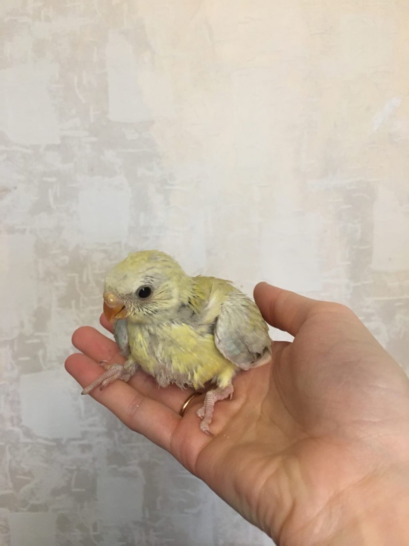 Самка кореллы во время гнездования