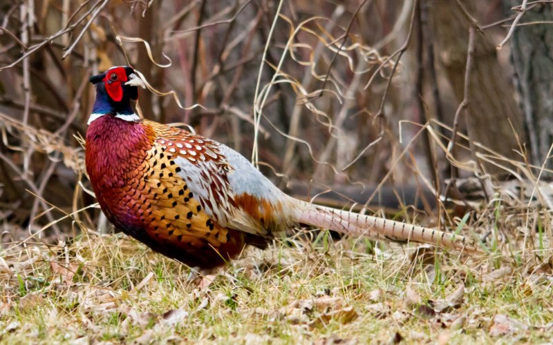 Отряд Курообразные — galliformes