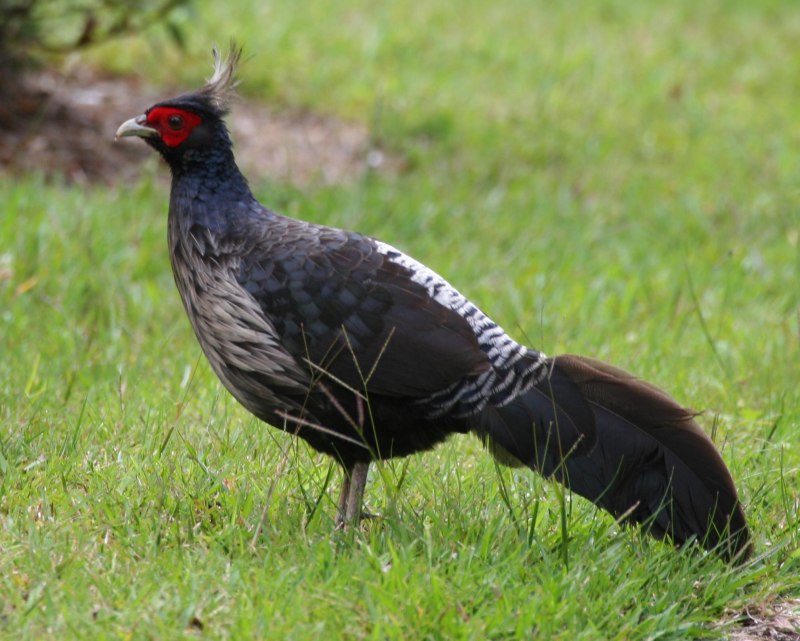 Phasianus versicolor