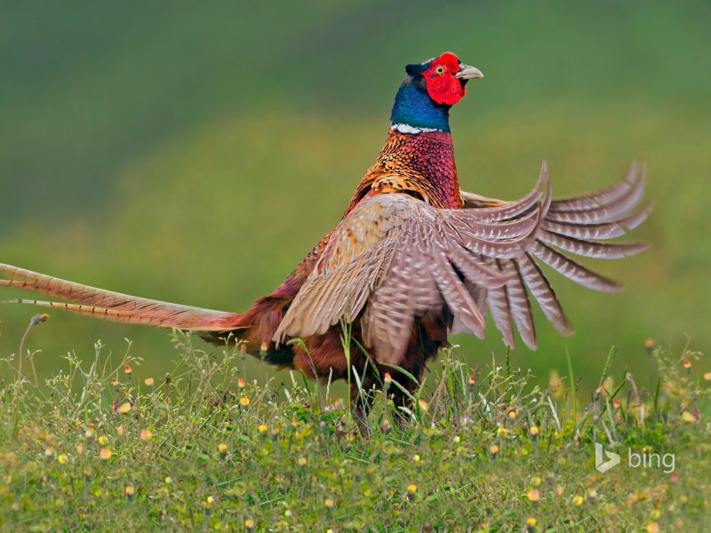 Фазан Семиреченский фото