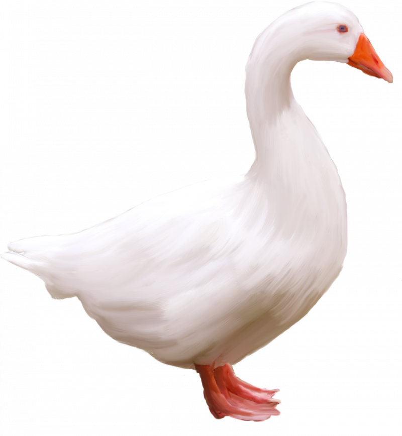 Утка белая