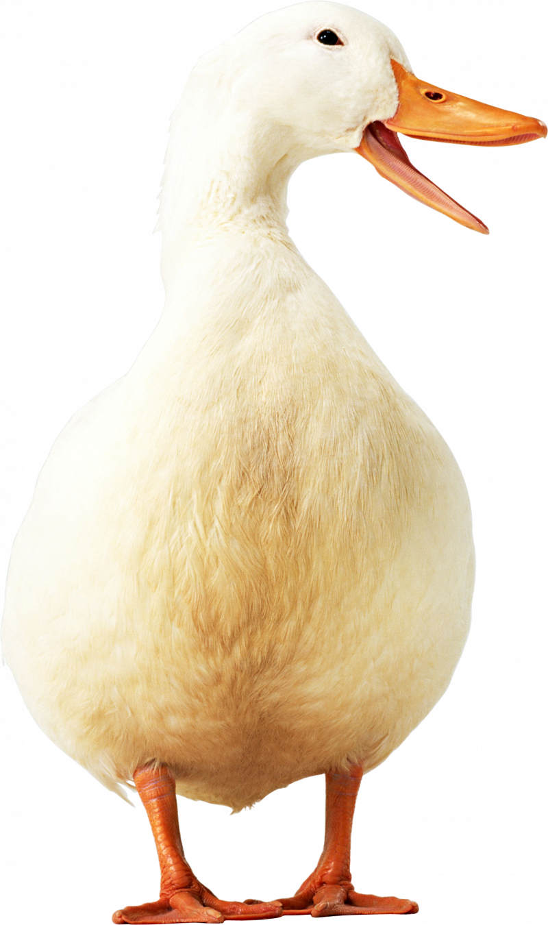 Утка белая