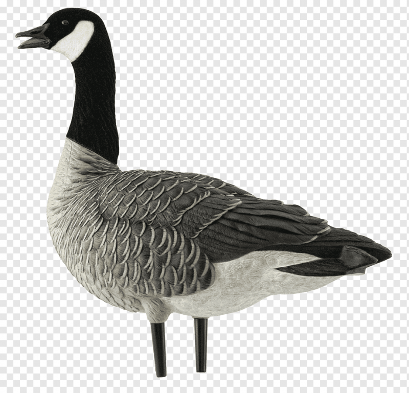 Дикие гуси
