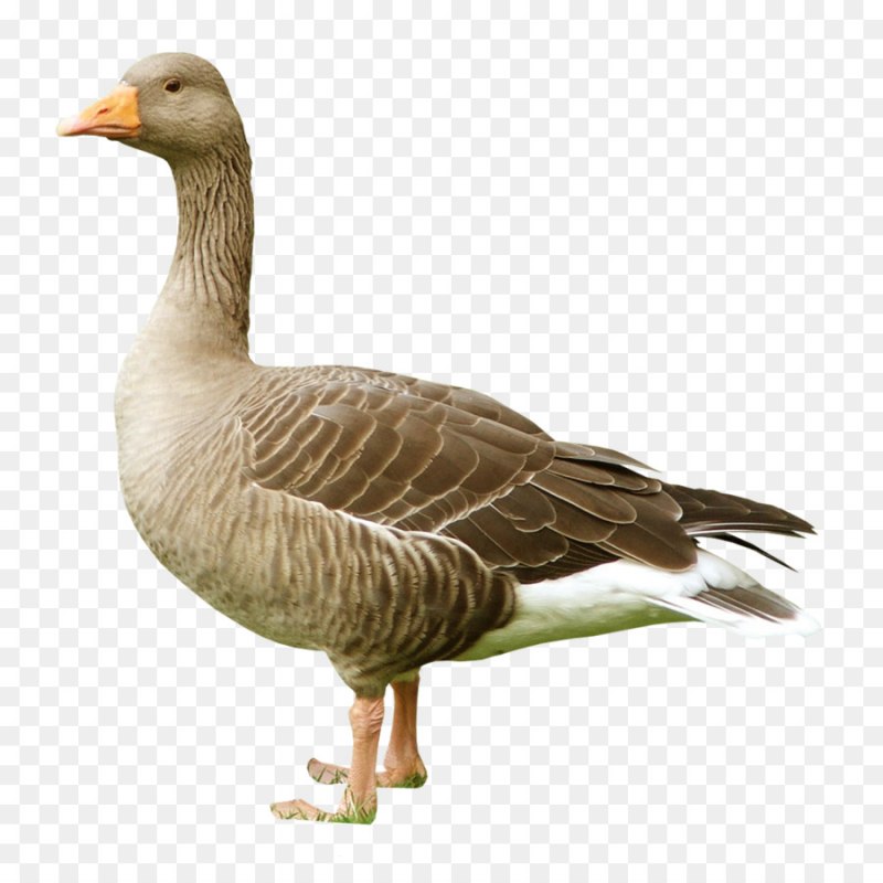 Профиля гусей