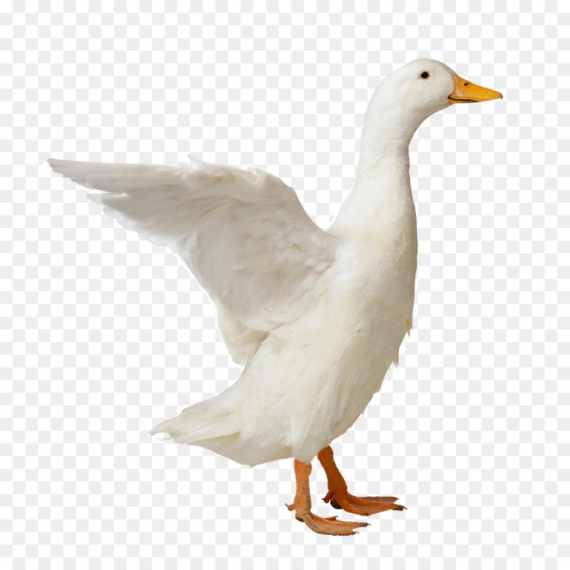 Утка домашняя на белом фоне