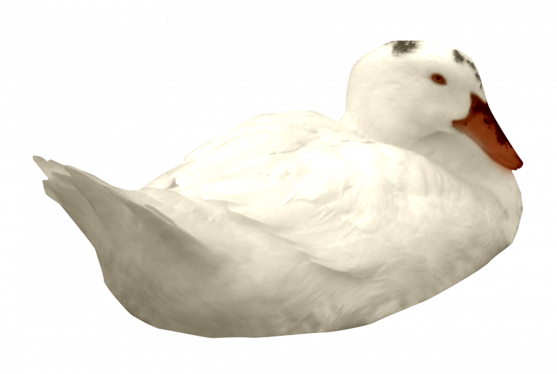 Утка на белом фоне
