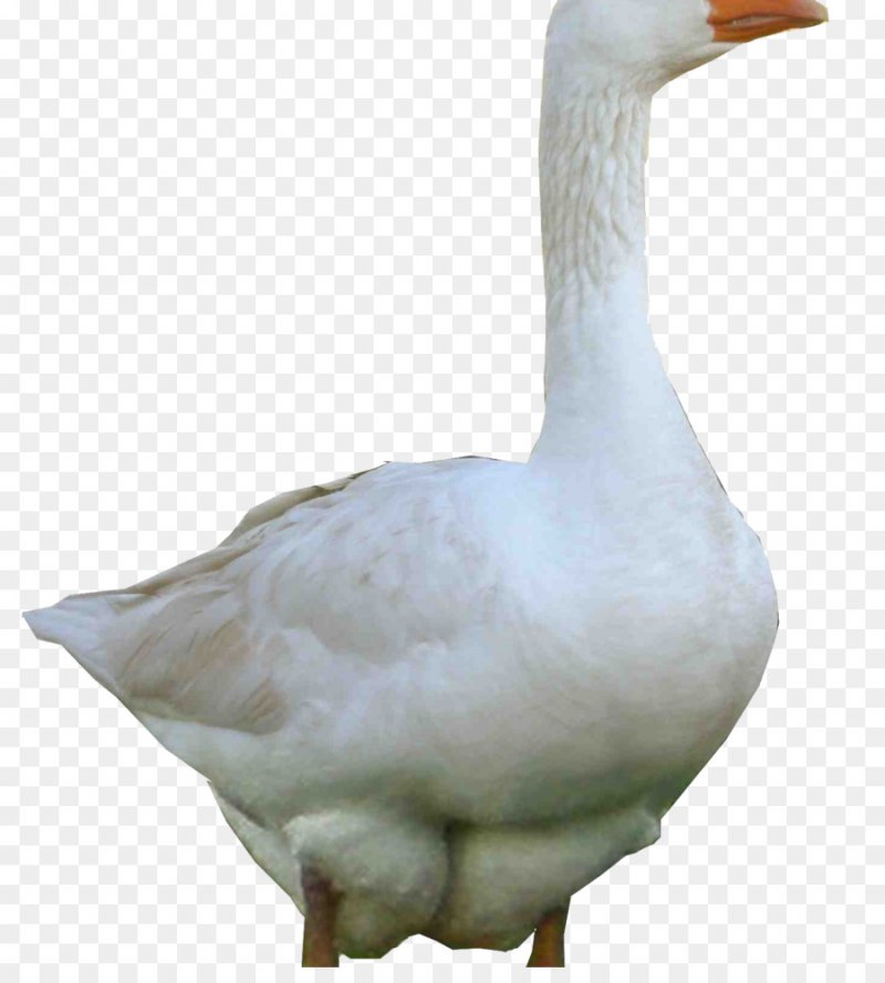Гусь белый домашний