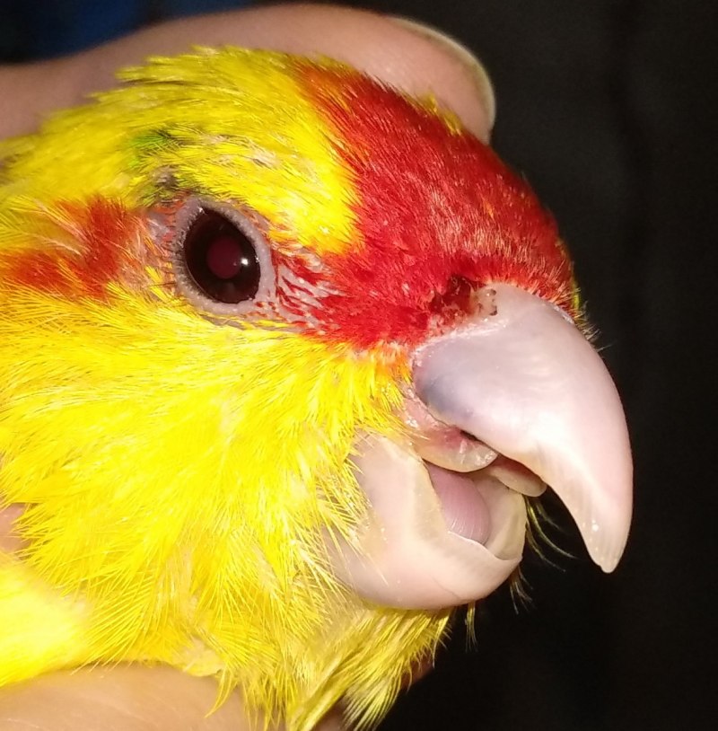 Какарик самец