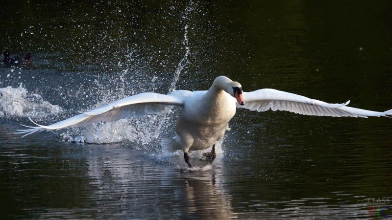 Взлет птицы
