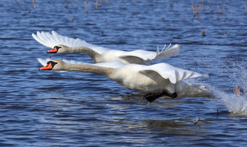 Лебеди Cygnus Falconeri
