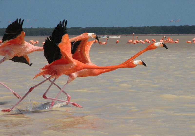 Фламинго летает (86 фото)