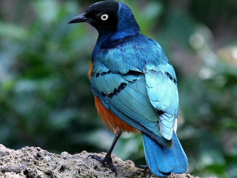 Птицы с синим окрасом (86 фото)