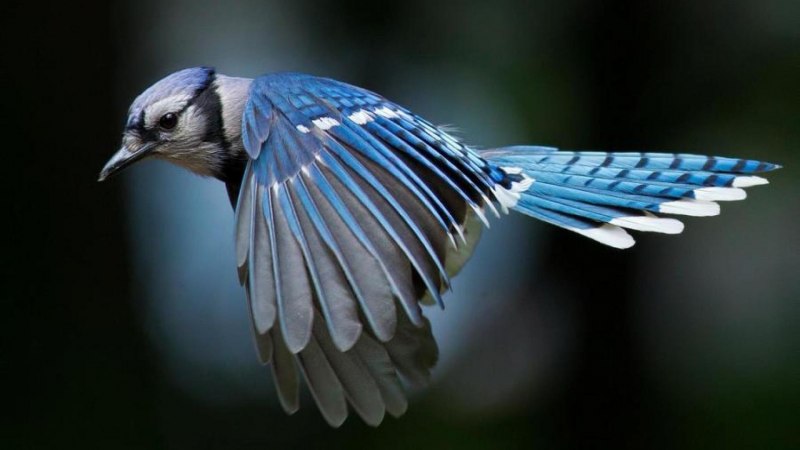 Птица с маленькими крыльями (82 фото)