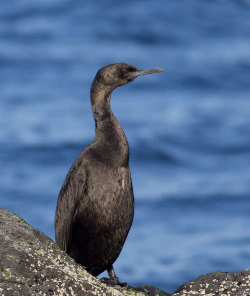 Phalacrocorax Carbo Linnaeus