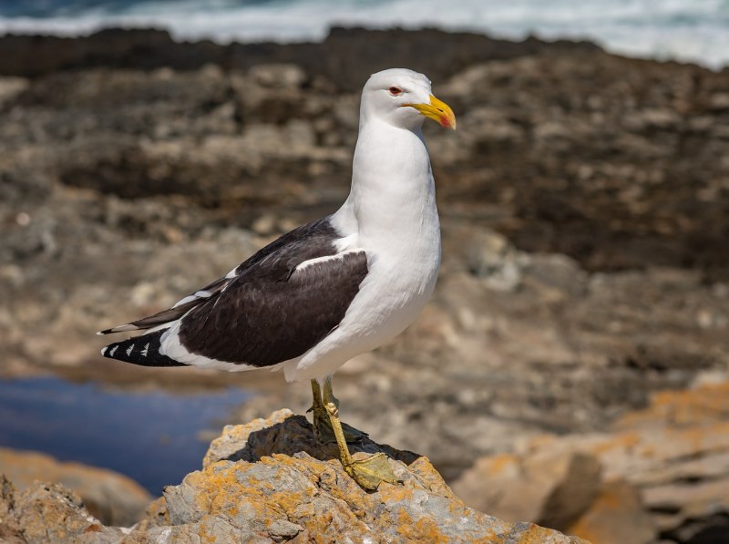 Phalacrocorax Carbo птица