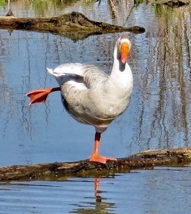 Га га Гусь Орел