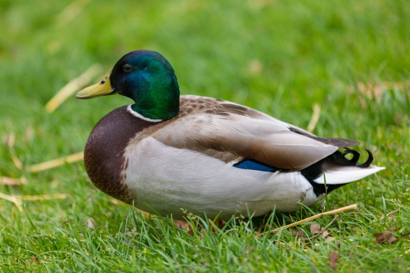 Canard Гусь