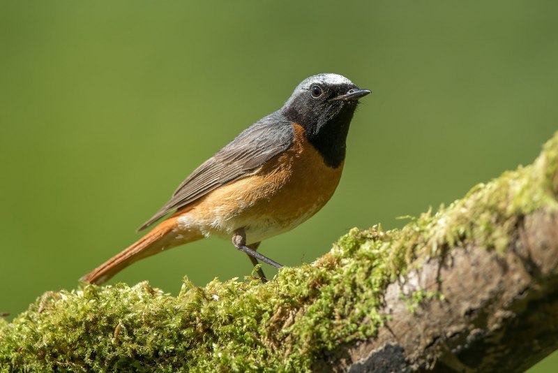 Colibri красный