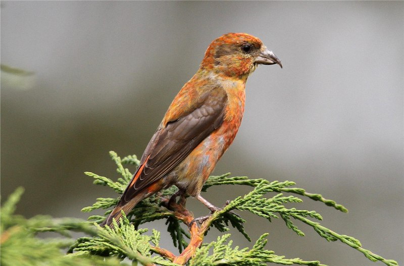 Клёст-Сосновик Loxia pytyopsittacus