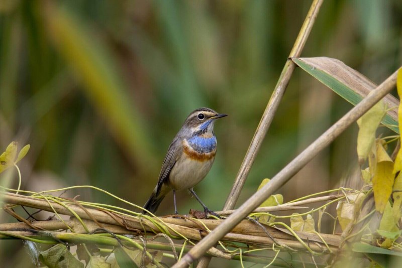 Luscinia Luscinia самец и самка